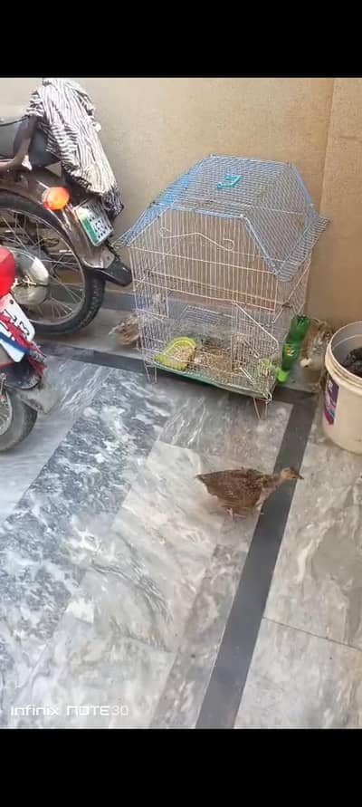 peacock chicks  for sale
