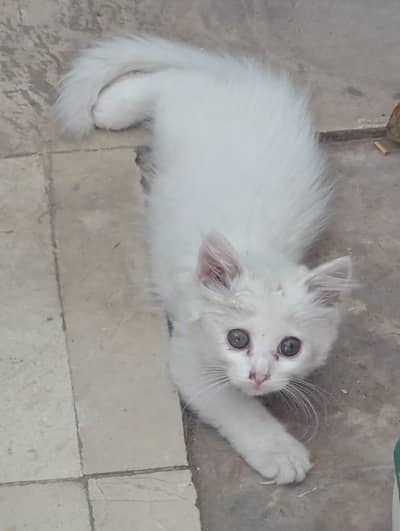 Triple coat and single coat persian cats for sale