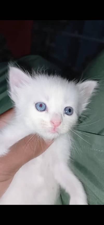 kittens for sale