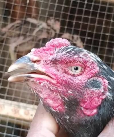 Heera And Aseel Home breed Chicks For Sale