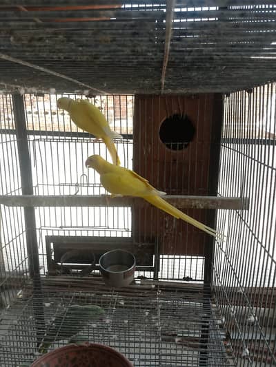 RING NECK PARROT FOR SALE .