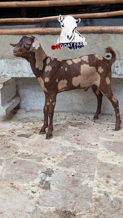 Ajraki tapra male/female/sale/gulabi/kamori/goat/kids/2027/qurbani