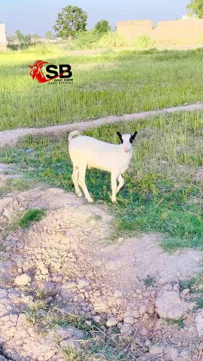 Beautiful Teda Male Available 