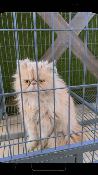 Pure Peke , Flat Face, Fluffy coat ,Vaccinated ,Breed ni krwai abi tak