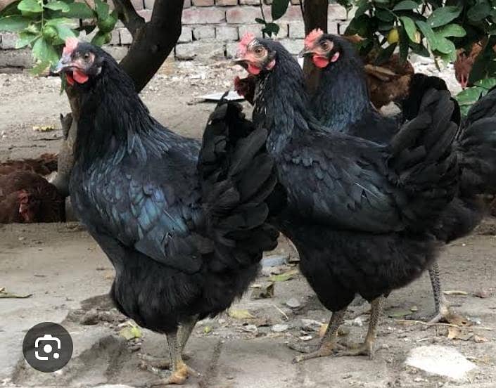 5 hens 0