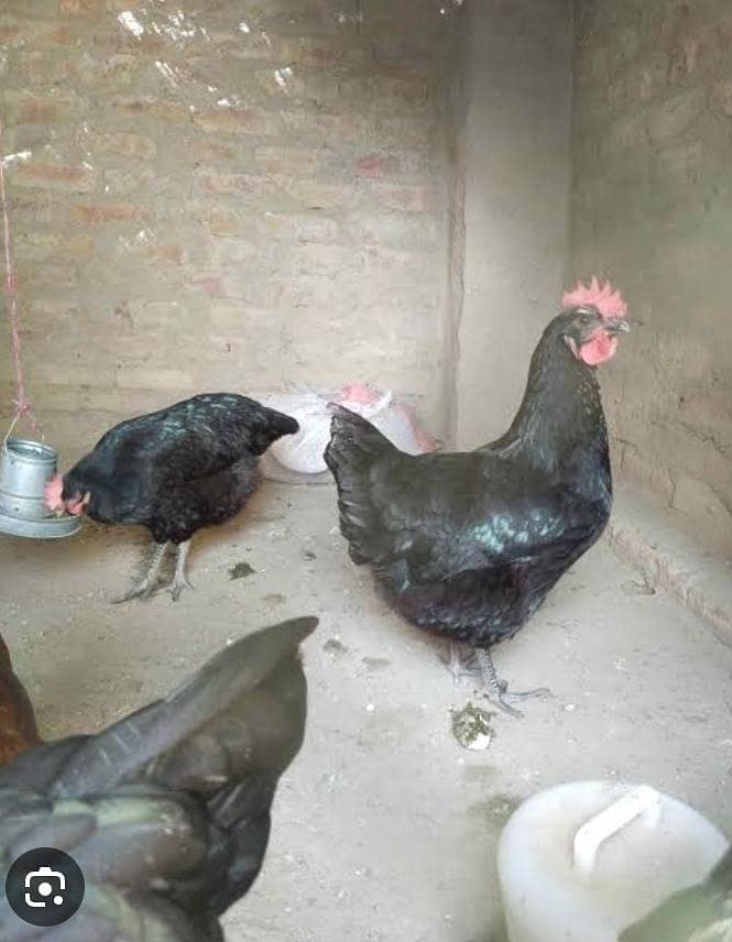 5 hens 1