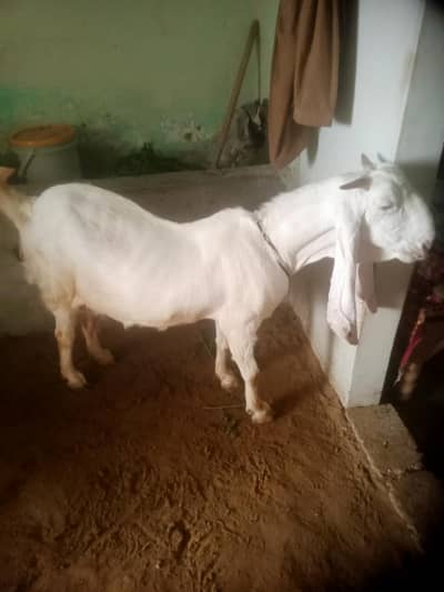 gulabi tayar gaban bakri jambo size 03012922292