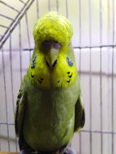 Super Tame Exhibition Budgie male available