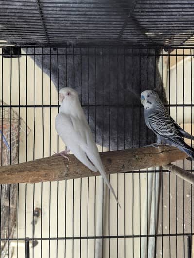 Australia Parrots Pair for sale