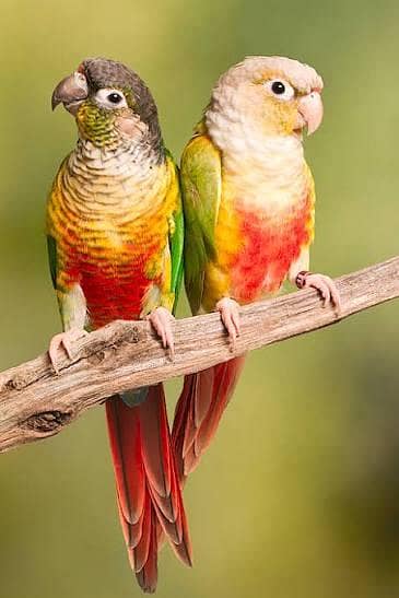 green cheek and pineapple conure