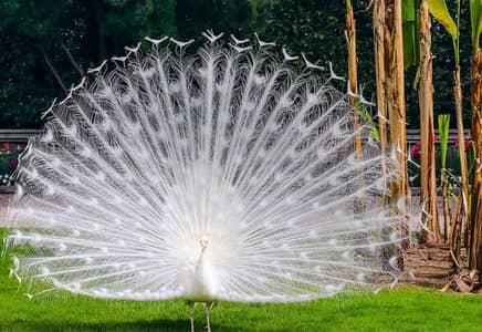 Shandar Aur Sehatmand Peacock For sale -apnaGar ko Khubsurat banaen