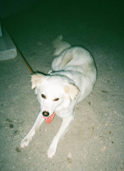 Italian maremma sheep Dog