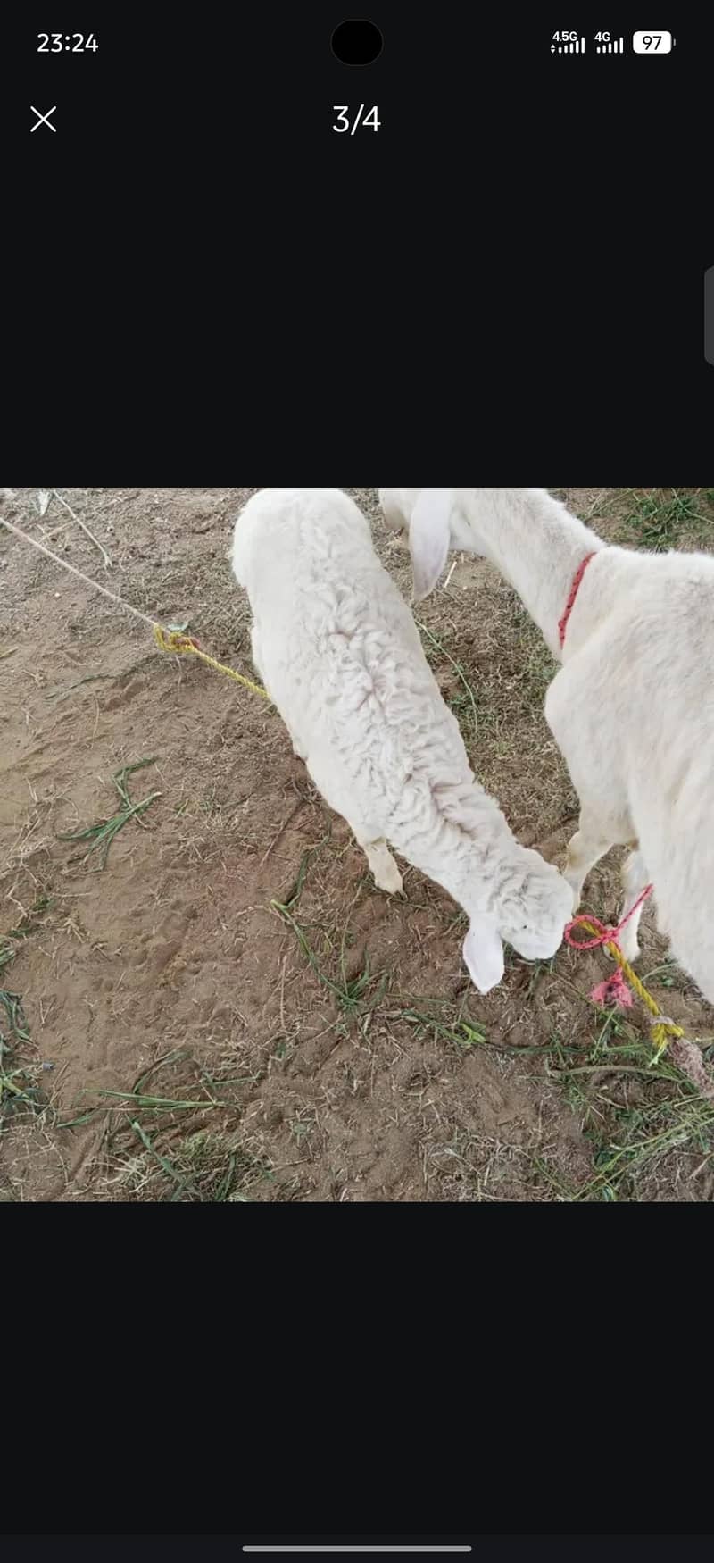 Sheep 1