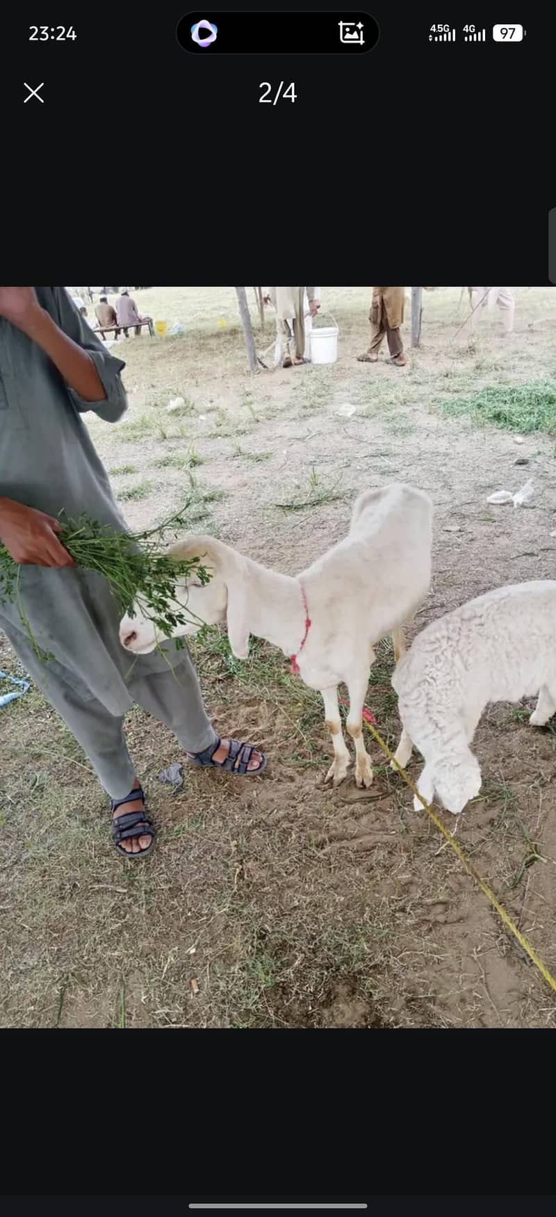 Sheep 2
