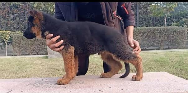 pedigree fimy