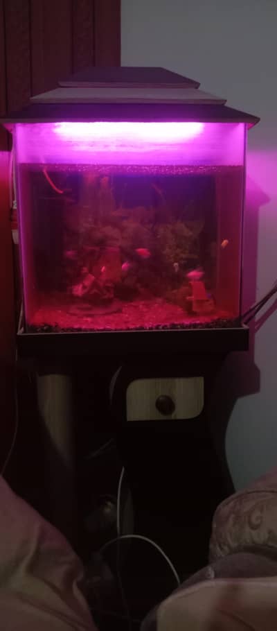 aquarium with small 8 fishes in reasonable price