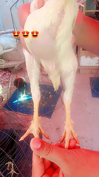 white shamo