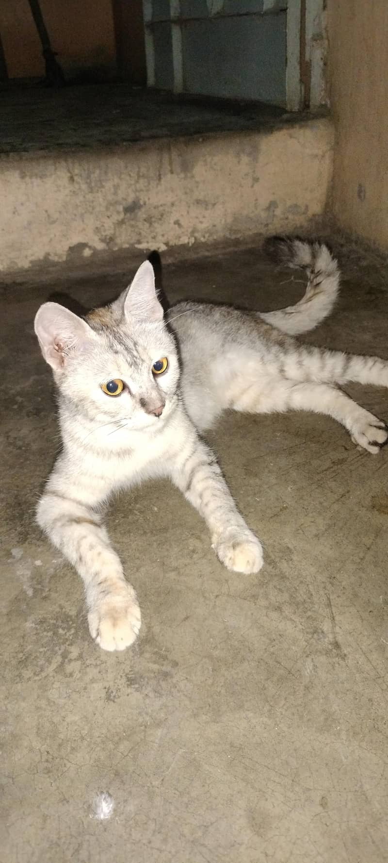 persion cat 2