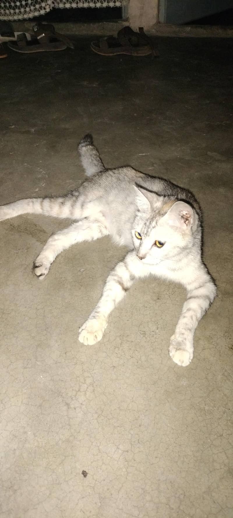 persion cat 3