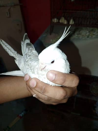 Hand Tame Cockatiel
