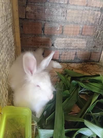 English angora breader pair