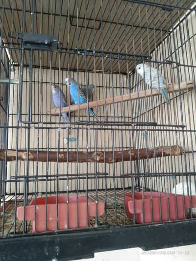 TCB Female+Budgie Blue (Breed)