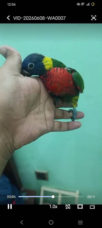 Swinson Lory Baby Available self chick
