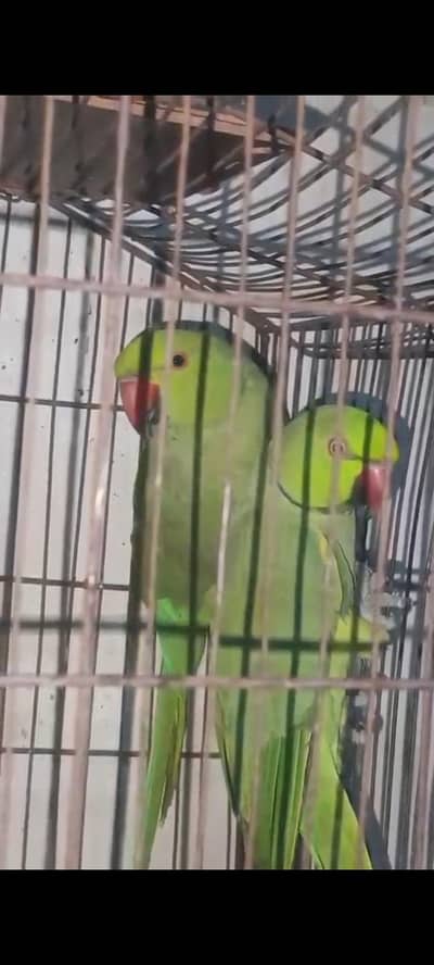 fully active urgent sale