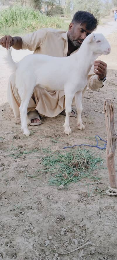 Gulabi tedda pointed ears male 5 months