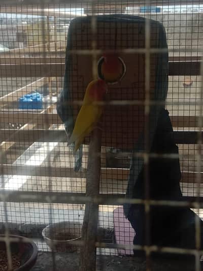love birds pair available