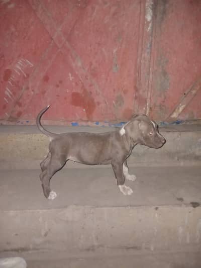 American pitbull puppy original blood line