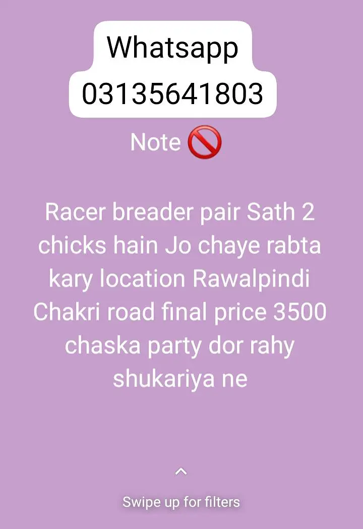 Kabootar available — photo 2