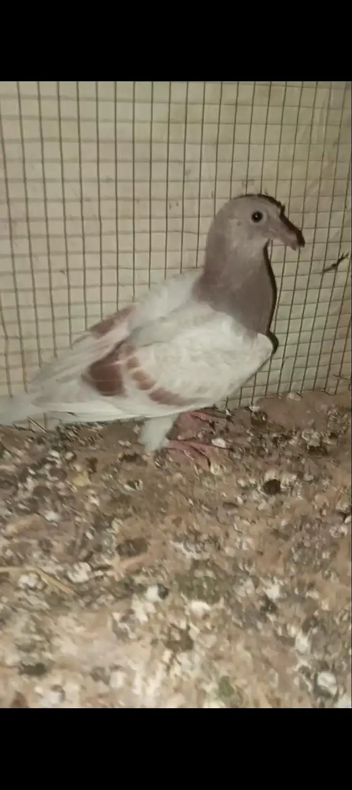 Kabootar available — photo 9