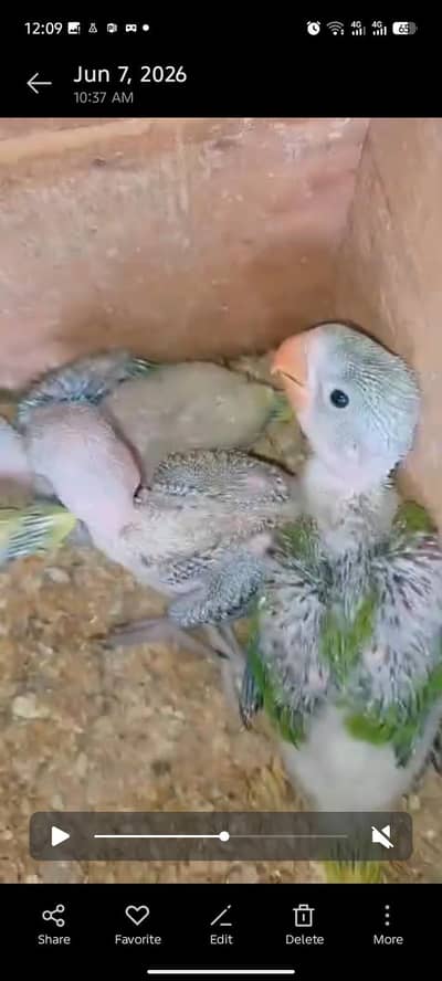 parrot chicks