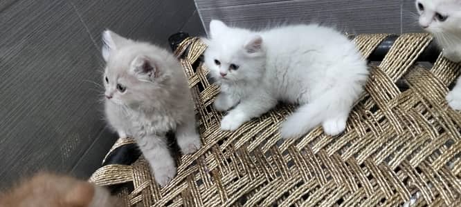 Persian kitten for sale