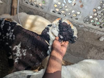 sheep