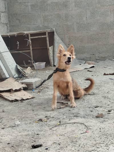 Alsation dog