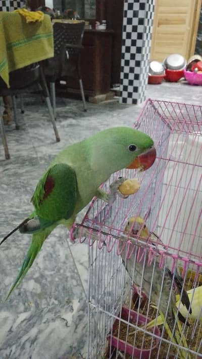 Raw Parrot 