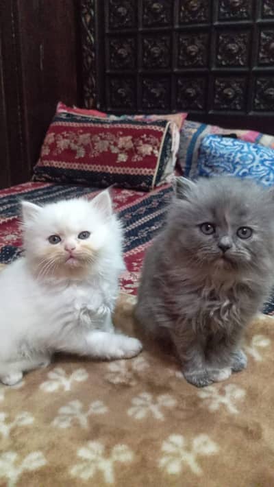 Cute Persian kittens Available — Healthy & playful