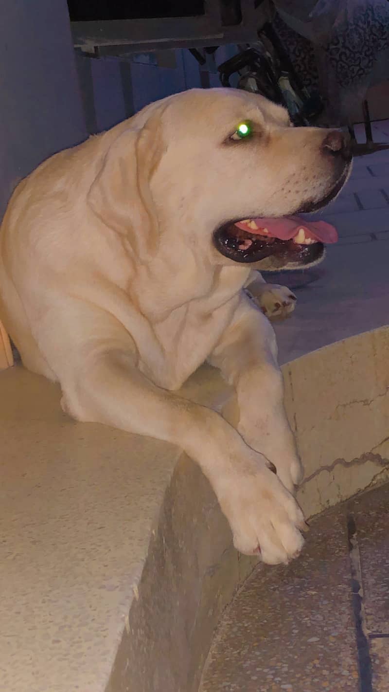 Labrador Stud 4