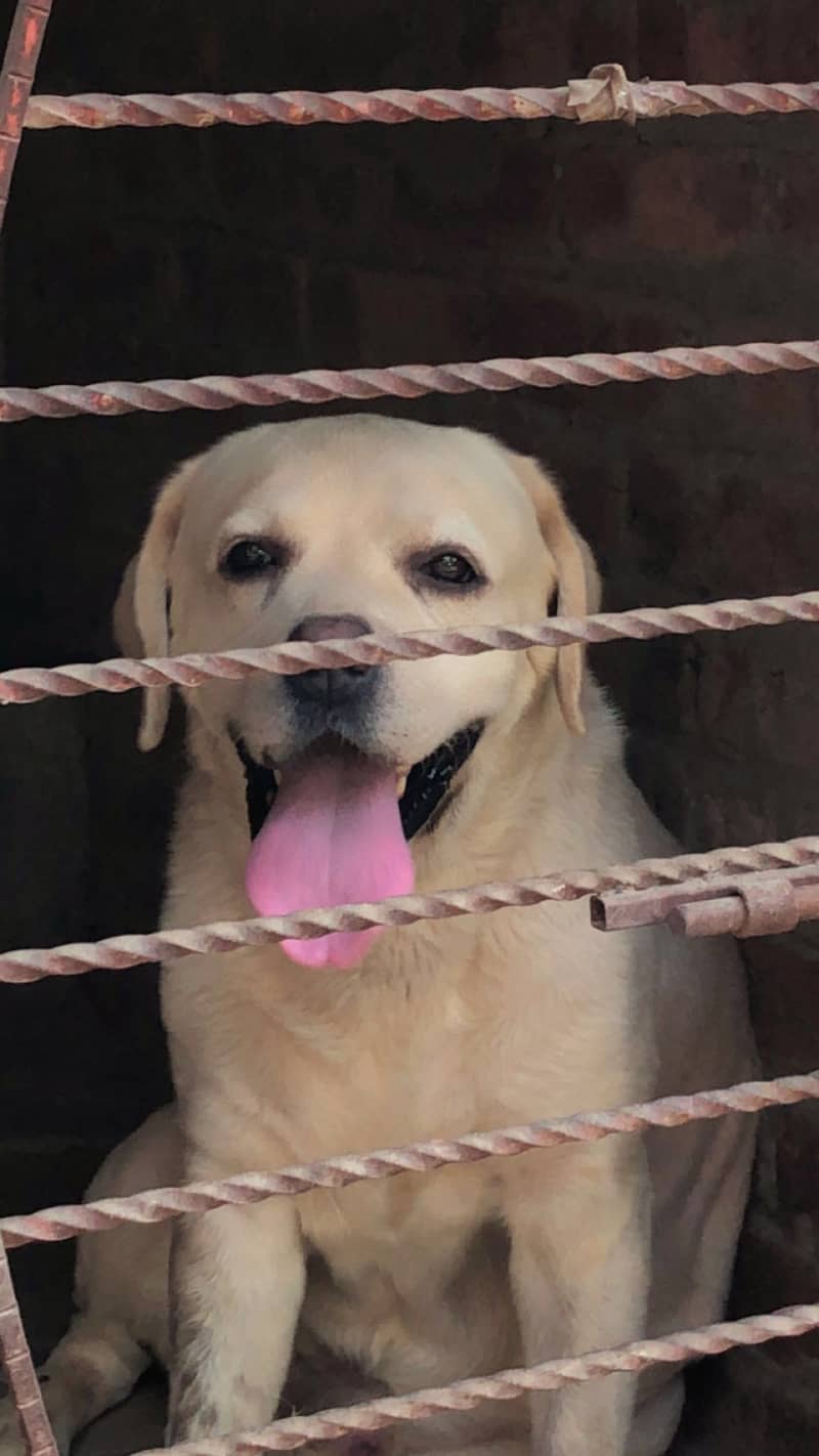 Labrador Stud 1