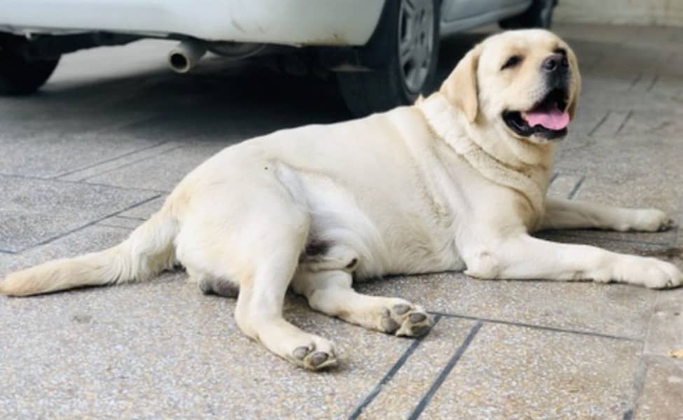 Labrador Stud 5