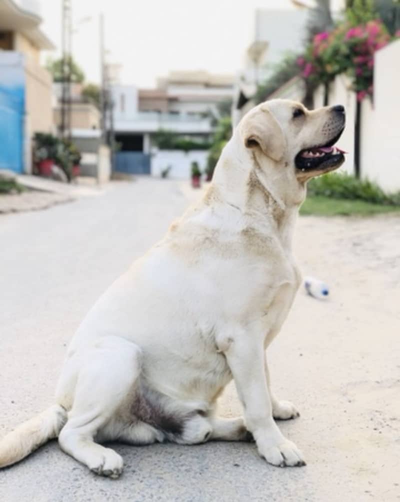 Labrador Stud 2