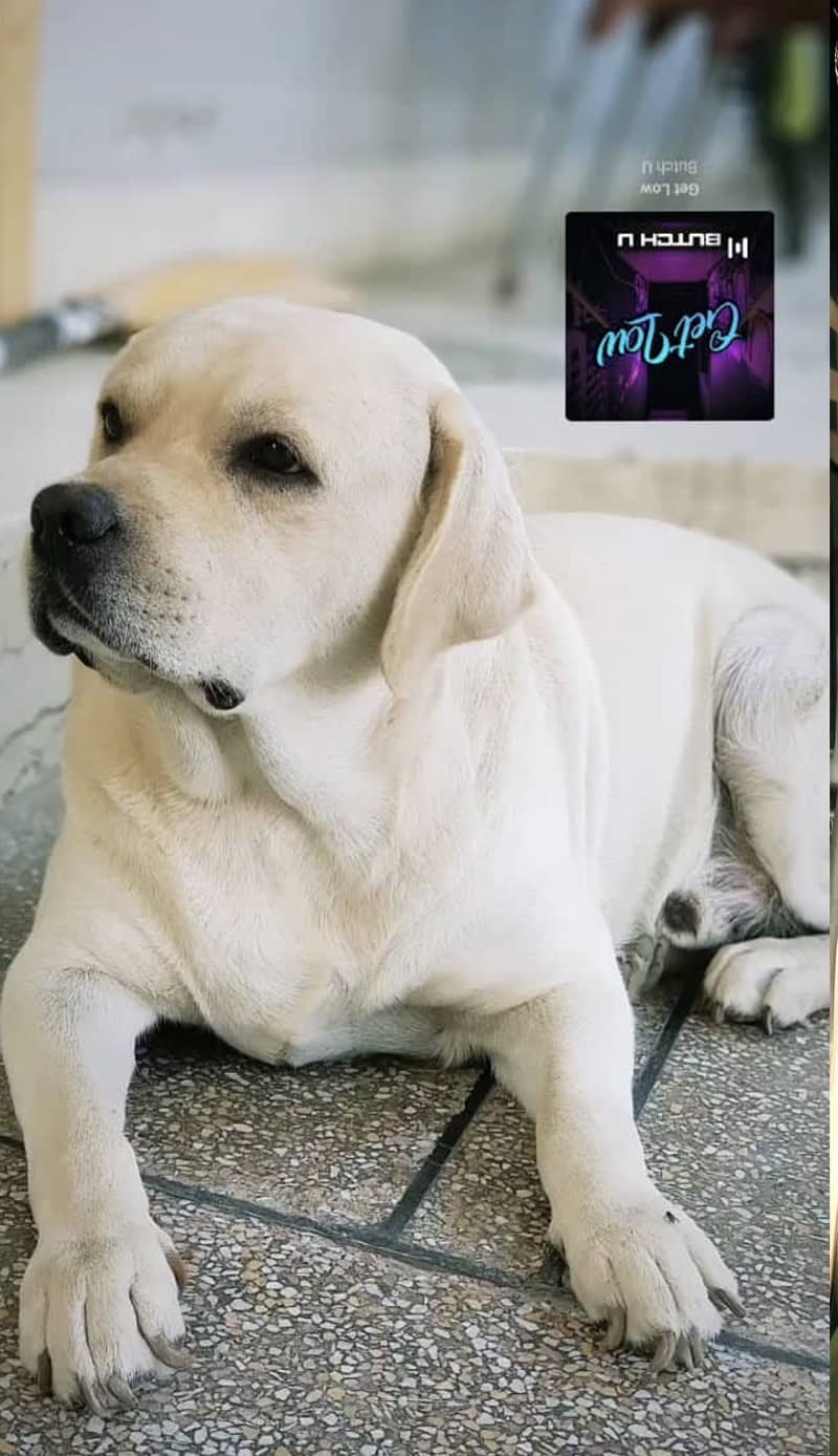 Labrador Stud 3