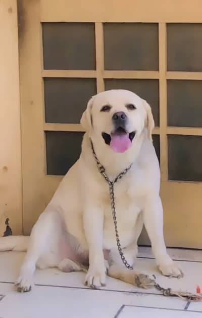 Labrador