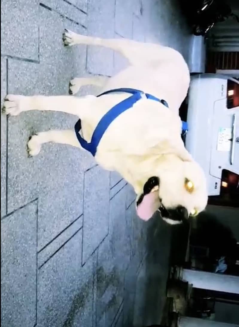 Labrador Stud 6