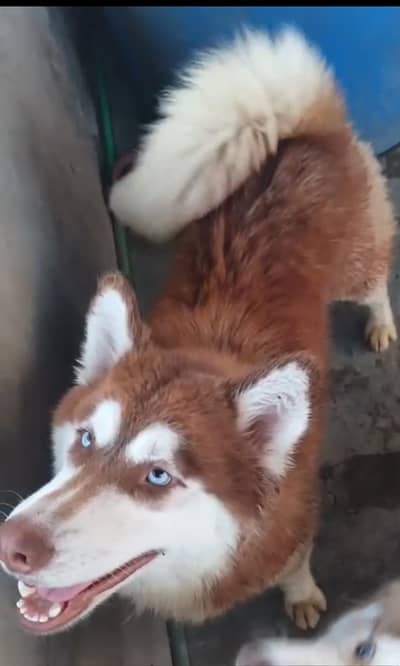 husky Female full coat