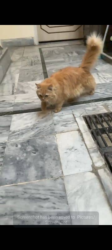 Male cat