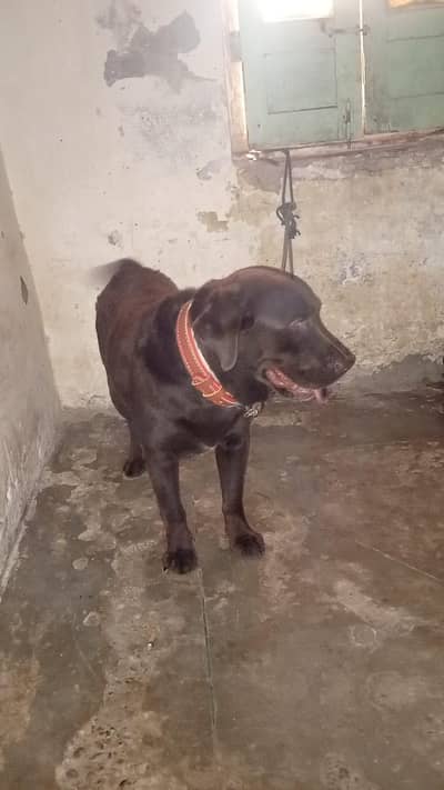 Labra male chocolate color For sale