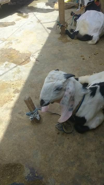 moosa